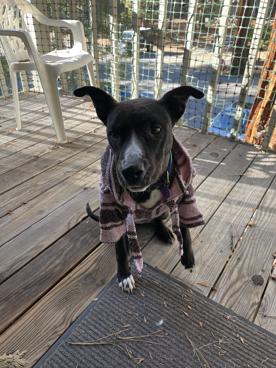 hannah lamb-vines tweet media