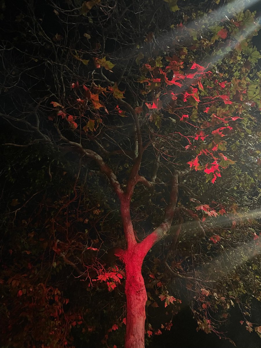 hannah lamb-vines tweet media