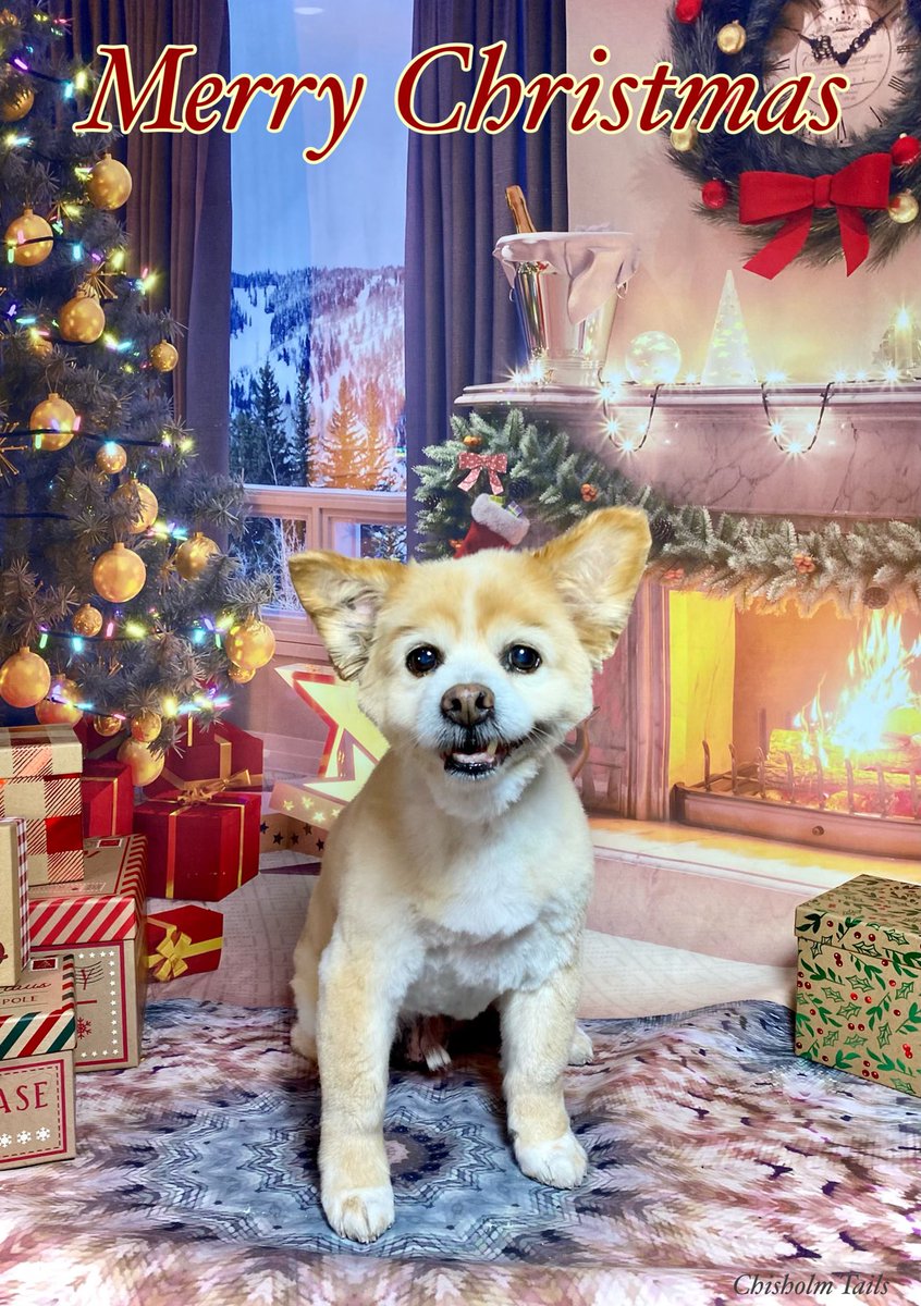 Happy holidays from my 16 year old dog, Sonny ❤️