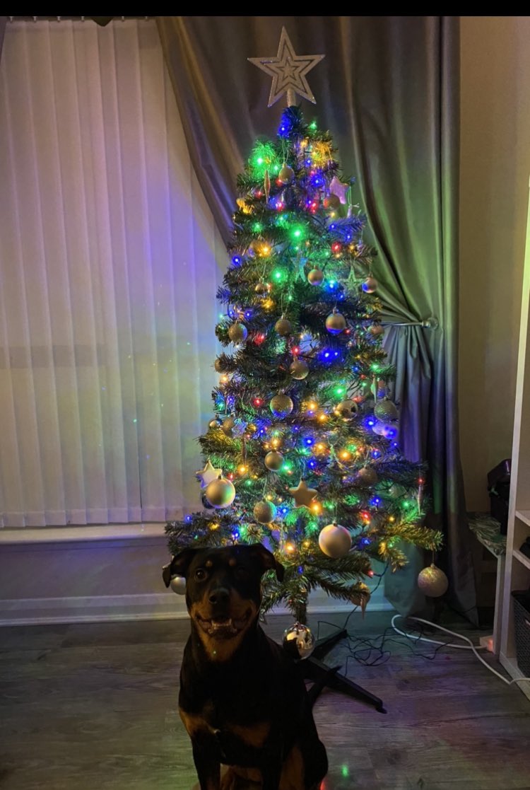 Christmas tree is up 🎄 My Poppy is full of smiles 💜🐾 #Christmas2021 #dogsoftwitter