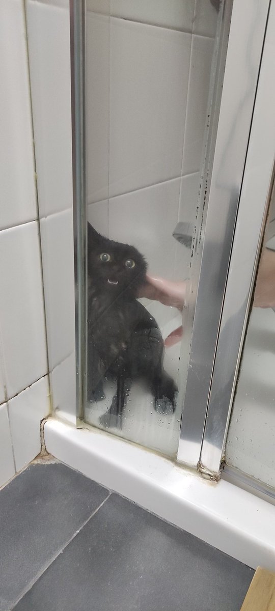 tere_swim's tweet photo. Eva y yo hemos intentado hacer unas fotos bonitas del primer baño del gatito y bueno... https://t.co/stSey27Jnd