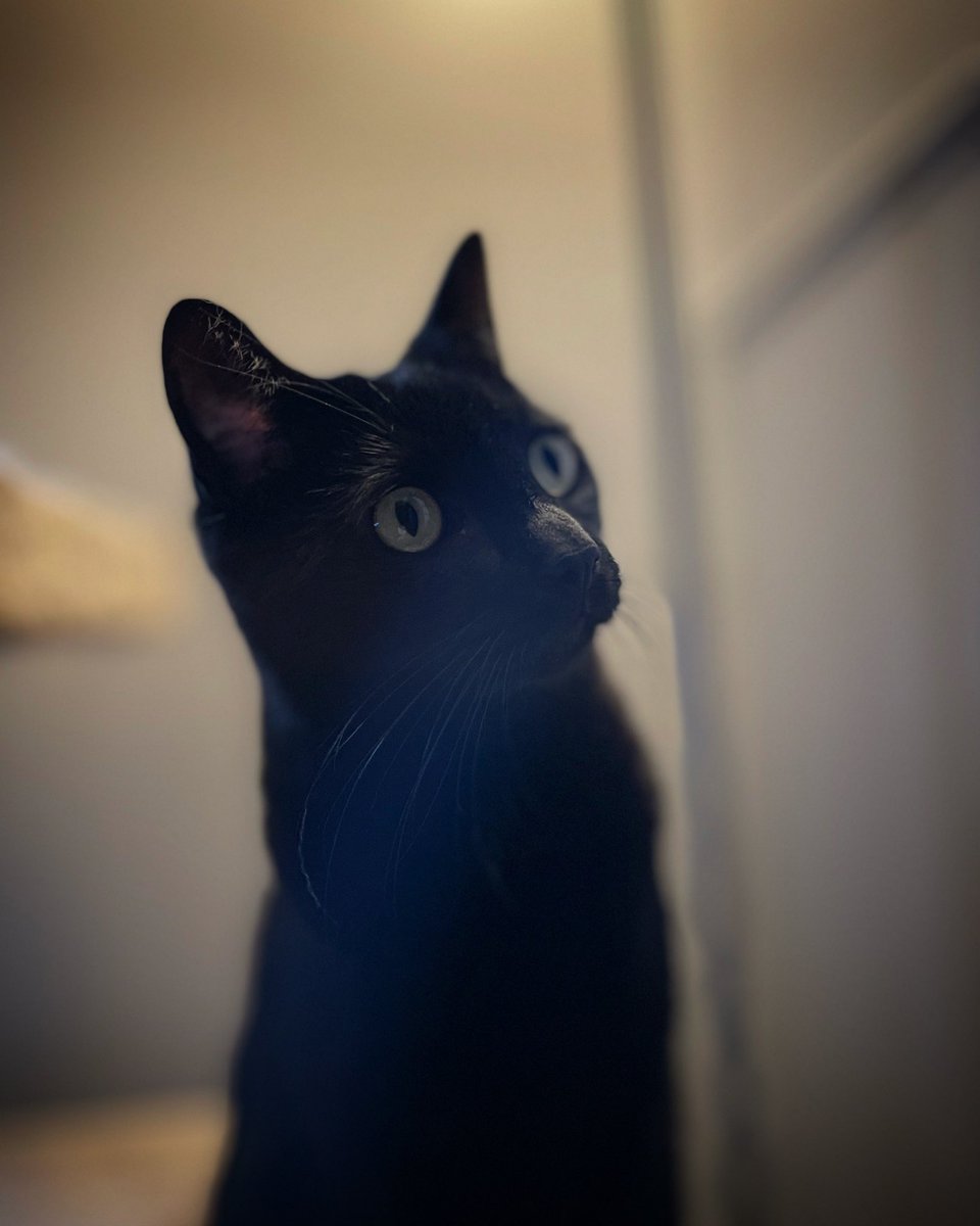 MidnightRyder's tweet photo. Goofy little black kitty is goofy. #CatsOnTwitter #CatsofTwittter #Hashtags #are #errorprone https://t.co/6FmVqT91Rt