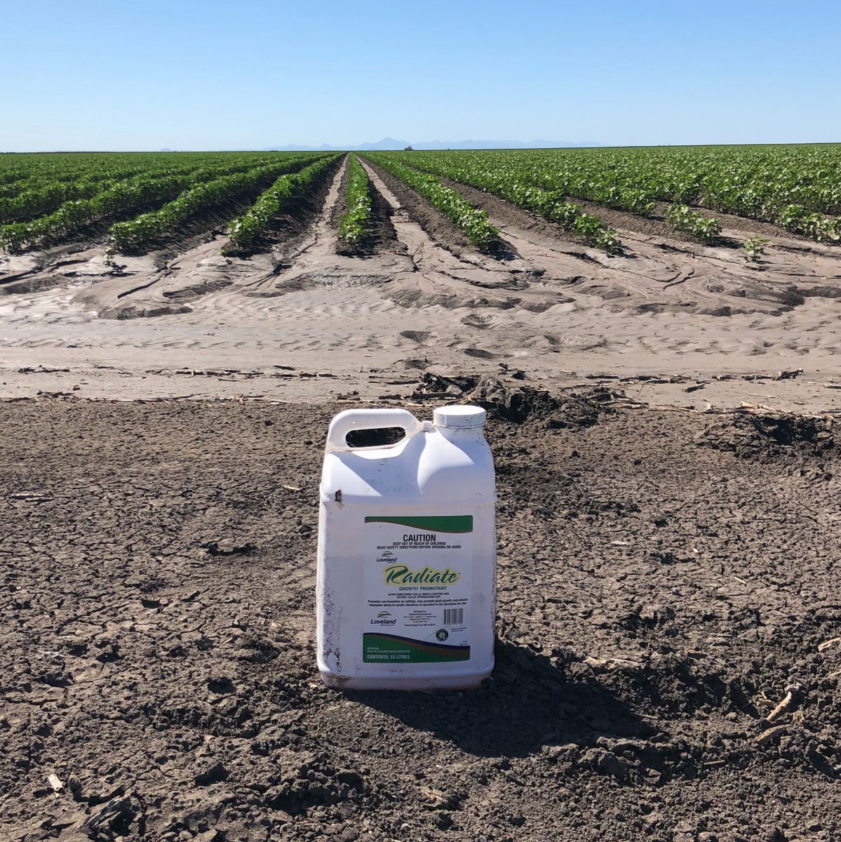 Day degrees have been slow to accumulate this season. 🌡️

Consider 'Radiate' to kick start your crop and accelerate nodal root growth for improved anchorage of young plants.

Visit your local <a href="/AuNutrien/">Nutrien Ag Solutions Australia</a> Store or our website to learn more ➡️ lovelandagriproducts.com.au/soil-plant-nut…