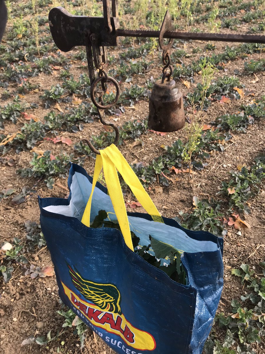 BONNIN1402's tweet image. Tu crois que le service technique n’a pas testé et comparé?
Gros colza vs petit colza
Bonne terre vs terres à cailloux 
et même monograine!
Et après #ImageIT, @OlivierCOSTE2 va te parler de #NSensor pour nos parcelles hétérogènes!
Économie 💶 et gain de rendement! 
Je t’invite !