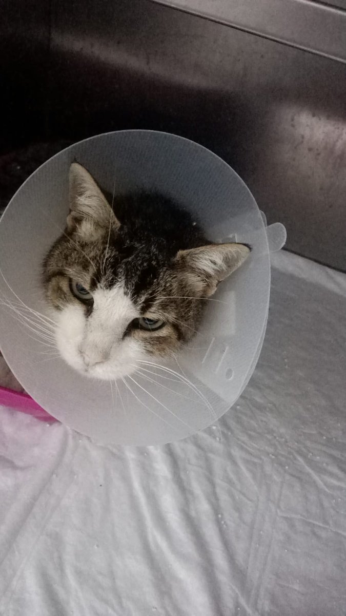 MPatileri's tweet photo. Bu ay tedaviye aldirdigimiz TVT tümörlü bir köpeğimiz,  tümör ve böbrek ameliyatı geçirmiş bir kedimiz vardır.  Ikiside klinikte hala tedavi görüyorlar sızde bu zorlu yolda onlara destek olmak ıstermısınız https://t.co/LtERRMuJzx