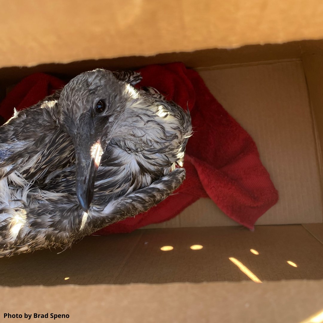 SF Bay Bird Observatory tweet media