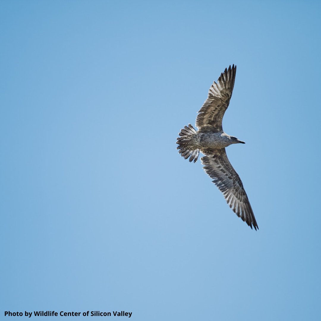 SF Bay Bird Observatory tweet media