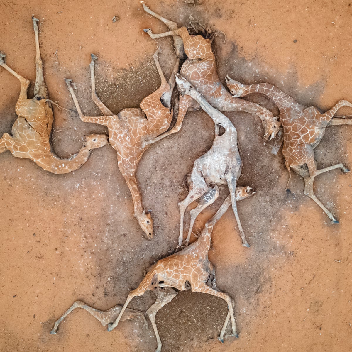 Tremenda foto de seis jirafas muertas por la gran sequía que azota Kenia. La sequía en la región también ha puesto en riesgo el acceso a agua a casi tres millones de personas que requieren asistencia humanitaria. 📷 Ed Ram google.com/amp/s/amp.theg…