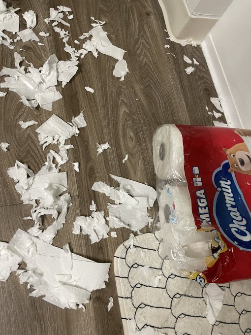 The only nice thing I can have is Giuseppe because he does not nice things to my other nice things&hellip; https://t