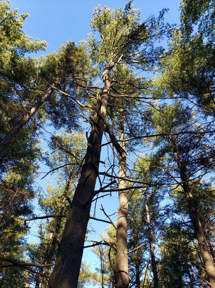 Do not visit the forest today, the winds are too strong. Branches and trees are being blown down. Unfortunate because we'd almost finished cleaning the trails up after last Saturday's event! #HaltonON #MiltonON #Agreementforest #HiltonFalls #WindyAF
