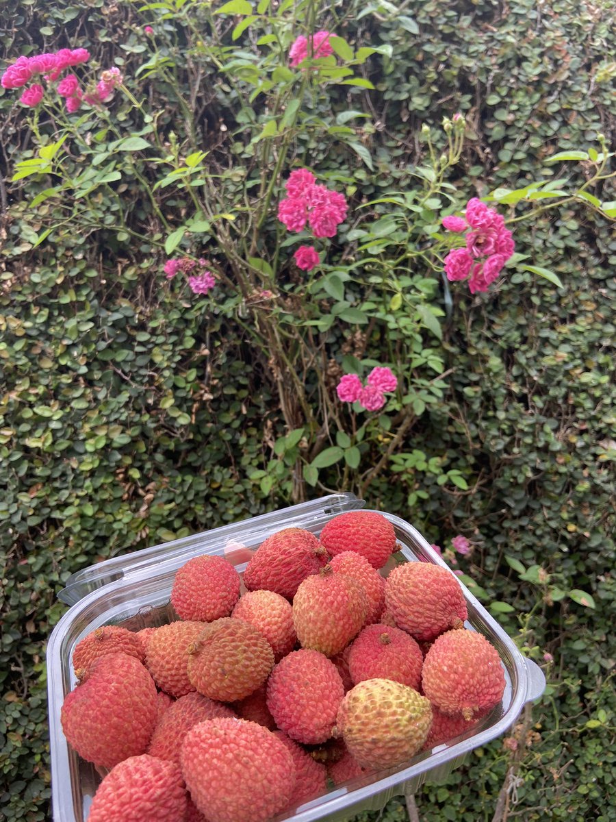paolapaolapaoIa's tweet photo. PESSOAL DE CAMPOS!!!!
Tô vendendo lichia da fazenda direto de LAGOA DE CIMA #supportyourlocalfarm 
12 reais a caixinha https://t.co/TYKr5LZMo1
