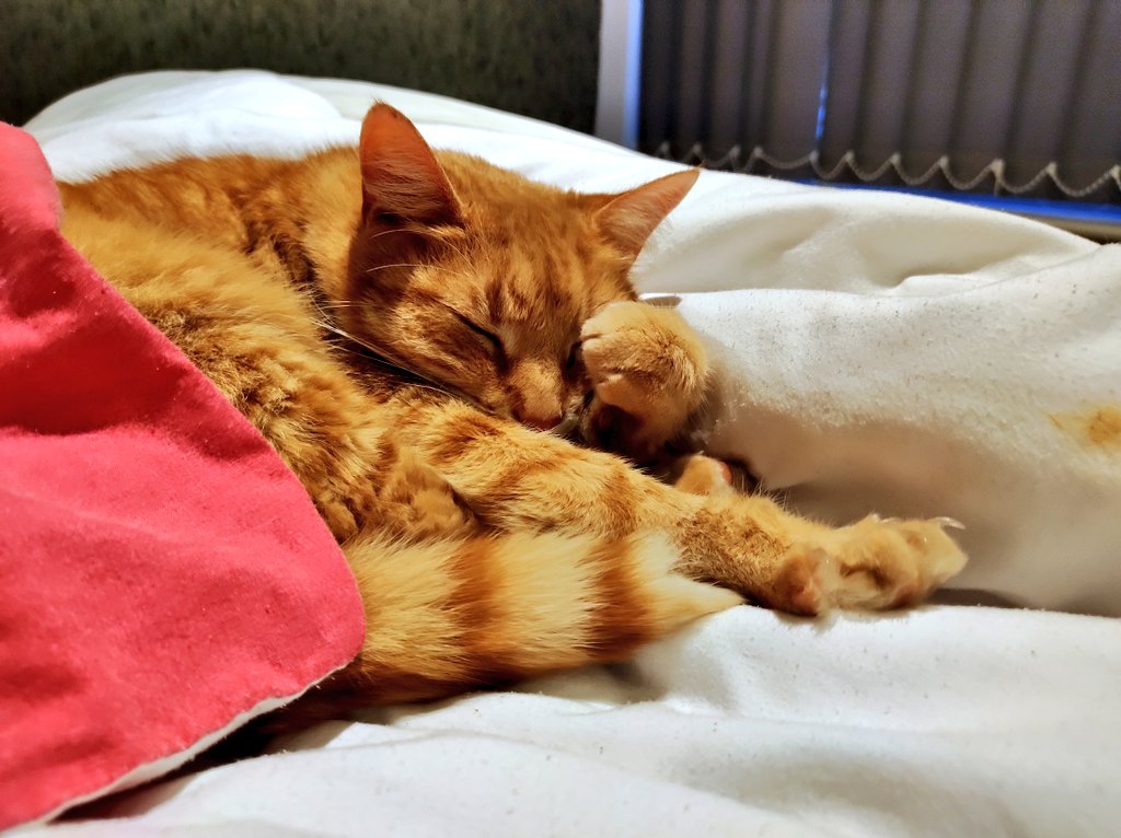 LynneWinThomas's tweet photo. Popped the big light on this morning to, you know, find clothes and get dressed and stuff. Turned around and saw Kev doing this. I swear this cat's a human sometimes! ๐บ
#CatsofTwittter #StinkyKev https://t.co/rw8Ghid6BZ