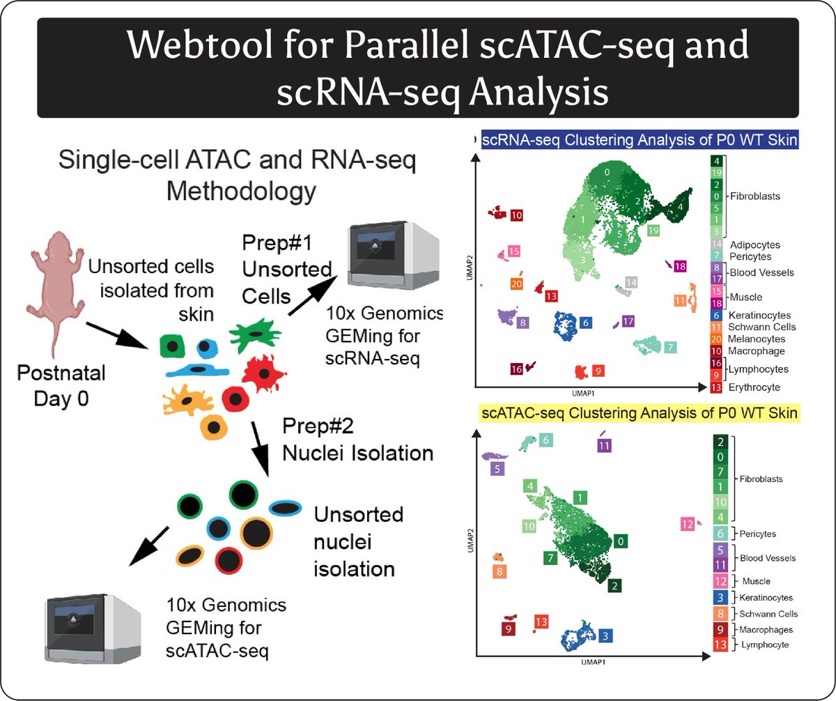 UPGRADED SERVERS = Parallel scRNA-seq and scATAC-seq analysis on a single webpage. This data is from our new publication: jidonline.org/article/S0022-… 
#scrnaseq #JIDJournal #dermscience