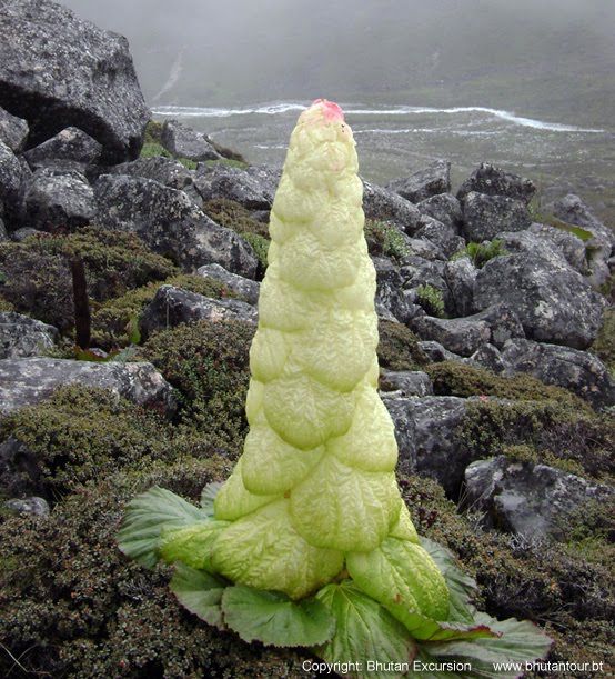 Rheum nobile is a giant herbaceous plant native to the Himalaya. It is an extraordinary species of rhubarb and at 1–2 m tall, the monocarpic inflorescences tower above the other shrubs and low herbs in its habitat [Photo by Bhutan Excursion, read more: buff.ly/3dVSKSb]