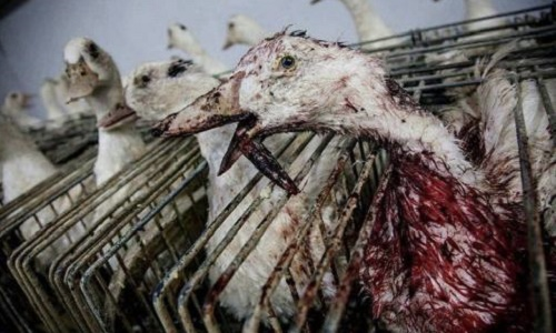 NonHumain's tweet photo. Quand @AUCHAN_France et @intermarche osent venir prononcer les mots de "bien être animal" et te pourrissent les ondes avec leur pub pour la torture animale qu'est le #FoieGras... le #Cifog les engraissent ils?
#malbouffe #ExploitationAnimale #TortureAnimale
#Auchan #Intermarché https://t.co/2jIqb9pi95