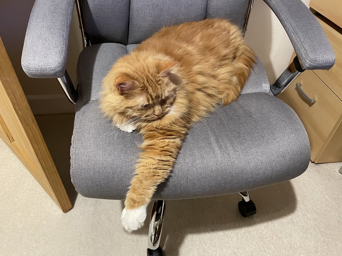This chair’s rubbish - my paw doesn’t fit! 😹😹

#EricTheCat #AdoptDontShop #CatsOfTwitter #Cats #OfficeCat #ThursdayVibes