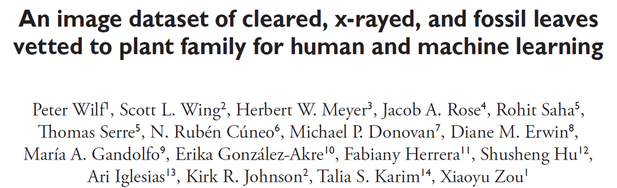 RadioGondwana's tweet photo. NEW 30,252 extant & fossil leaf images vetted to family, consolidated to a single open-access, user-friendly format, for you from the 17 of us. <thread> @Phytokeys #paleobotany @figshare #LeafArchitecture https://t.co/xOSiqKvrMU https://t.co/MmLDXUL4Re https://t.co/dzm3PxSIM1
