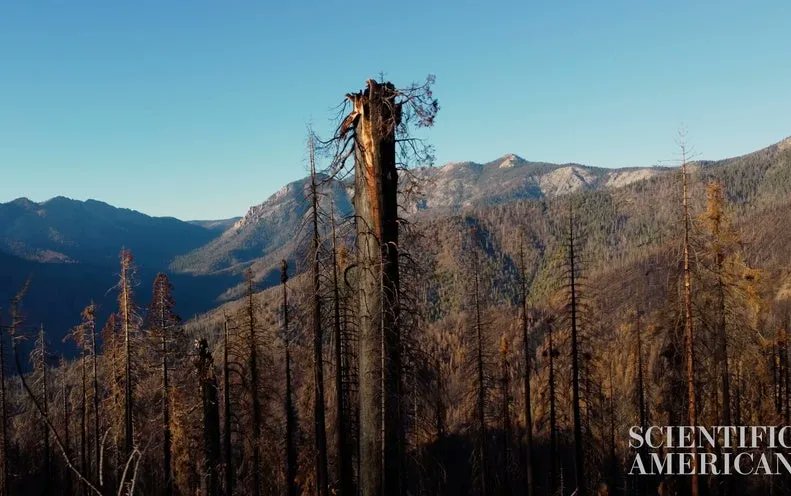 CaFireScience's tweet image. Here's a really powerful video from @sciam with some amazing images and aerial shots of #castlefire effects on the Giant Sequoia groves.  buff.ly/3dSwSXI