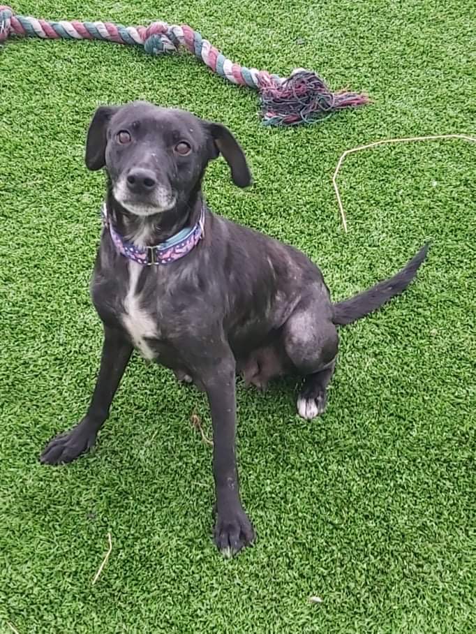 N_landCouncil: Have you seen this dog before or know who it may belong to? She was found abandoned in Cramlington. We are very keen to get to the bottom of how she came to be in such a poor condition &amp; bring the person responsible to account. Find out mo…