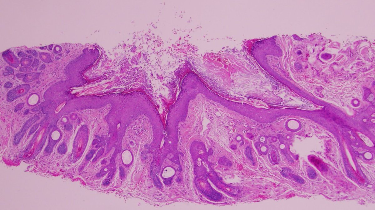Dermnemonics tweet media