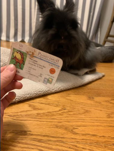 EllerySpirewka's tweet photo. My bunny is part of an r-selected species. This is because their goal is to breed a lot and hope that a few survive and not serve as a good parental unit in order to keep the population stable. #apesecology @franklinlorax https://t.co/x6pmThlQxr