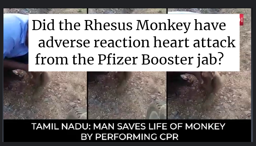 BD007Marky's tweet photo. New video: "Good Samaritan Performs CPR on a Monkey That Got Myocarditis After Taking the Pfizer Booster Shot" This is a parody video and is only for teaching Monkey CPR. https://t.co/XVHy3qvcdD
#monkeyplay #omicron #humanintelligence https://t.co/K4fgj9Vas2