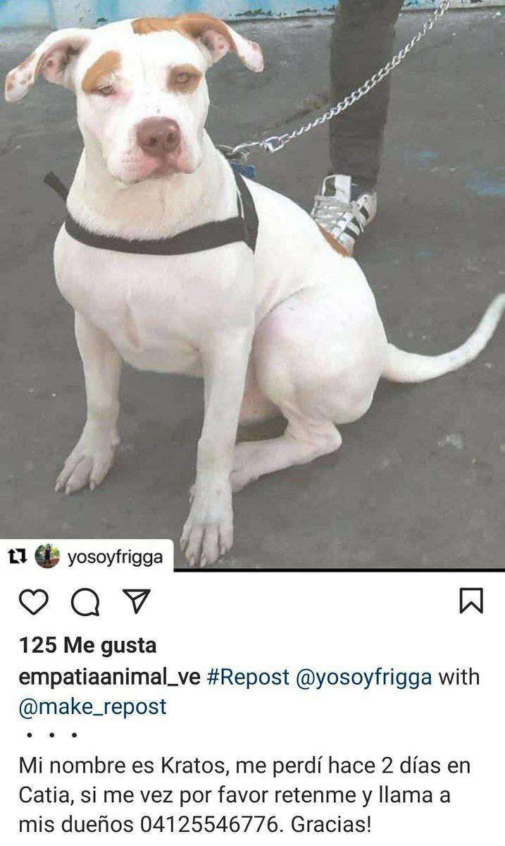 PerroUsuario Wof '•' tweet media