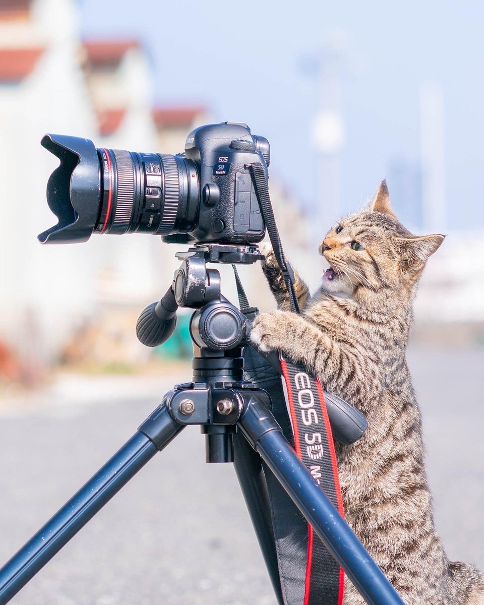 CatWorkers's tweet photo. (📸 @ryostory1124cat) https://t.co/L2yWXZU3FT