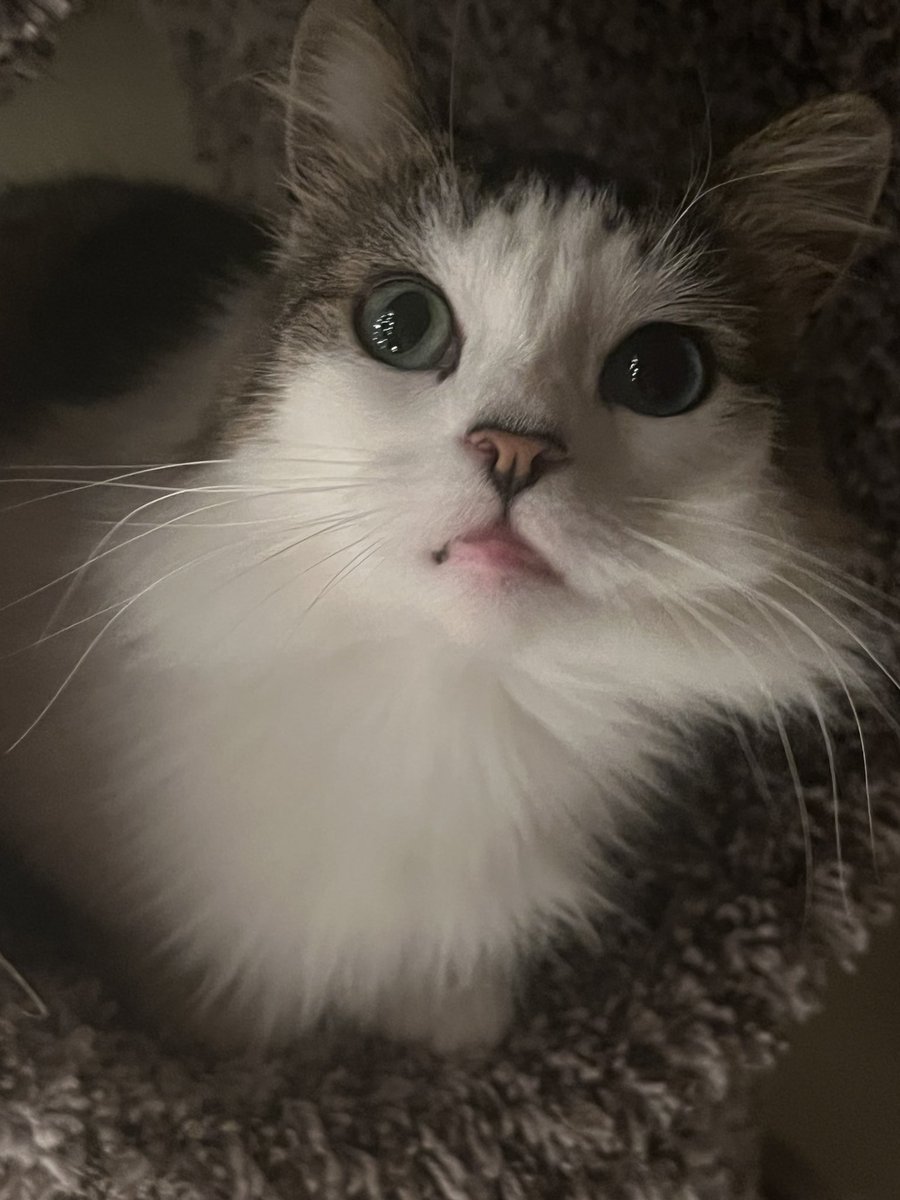 LuckyKittyDog's tweet photo. I see you mom! https://t.co/mMAp9kSW3M