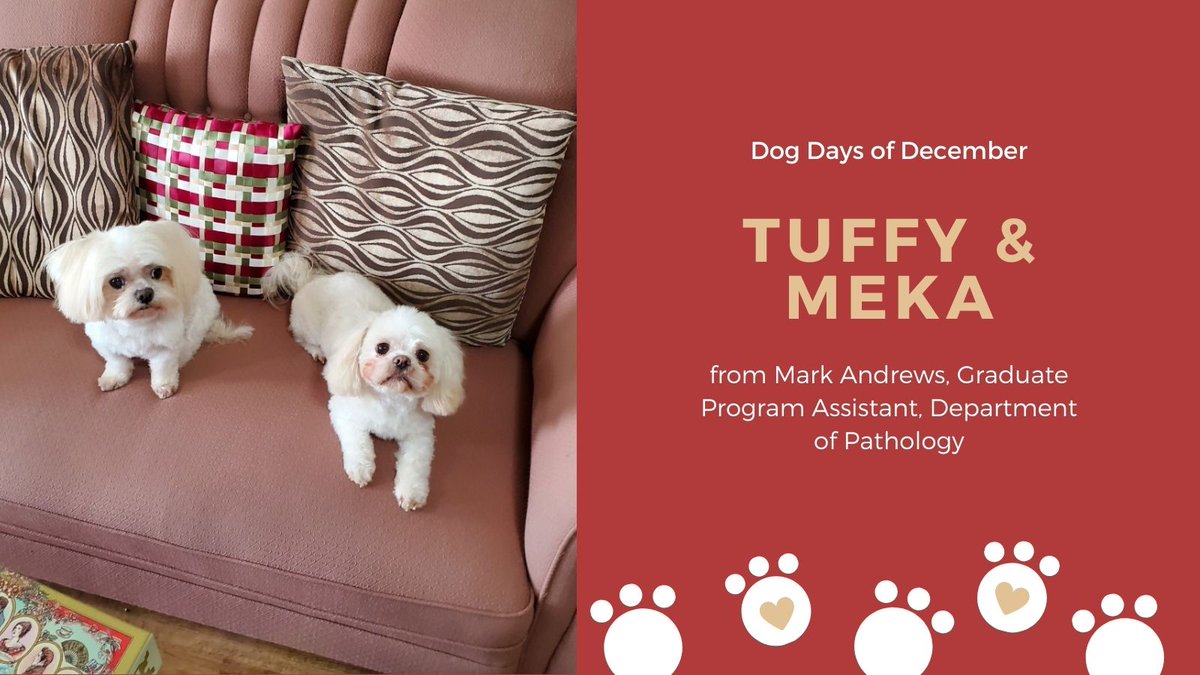 SEAMOKingston's tweet photo. #SEAMODogDaysofDecember Look at these faces! Introducing you to Tuffy & Meka from Graduate Program Assistant for @QueensPathology Mark Andrews! #dogs #dogsofTwitter #pups https://t.co/Dl4m2FVfQV