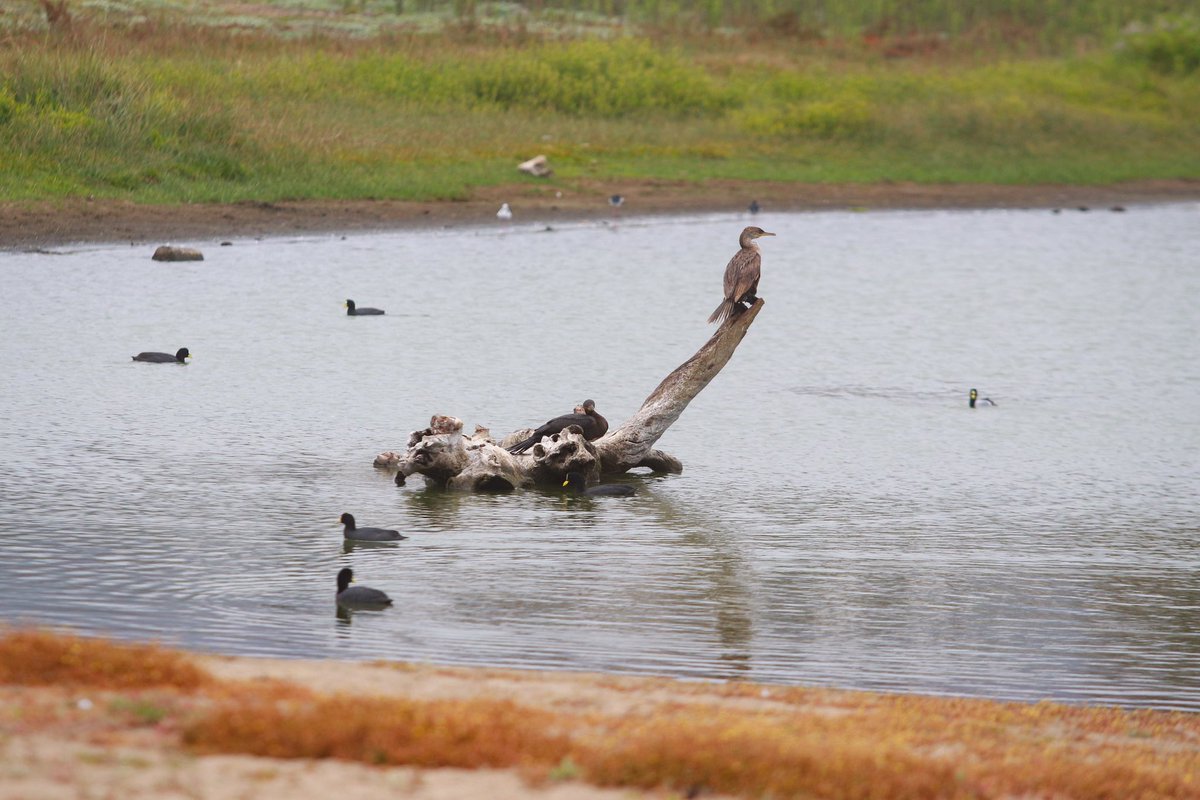 👉 ¡Tremenda noticia! 
Hoy el Ministro <a href="/naranjo_javier/">Javier Naranjo</a> @mmachile acompañado de nuestra Delegada <a href="/mpazsante/">María Paz Santelices</a> hacen entrega oficial a los alcaldes de #Zapallar y #Puchuncavi la notificación del reconocimiento jurídico del nuevo humedal urbano “La Laguna – Estero Catapilco”👏🏻👏🏻🇨🇱