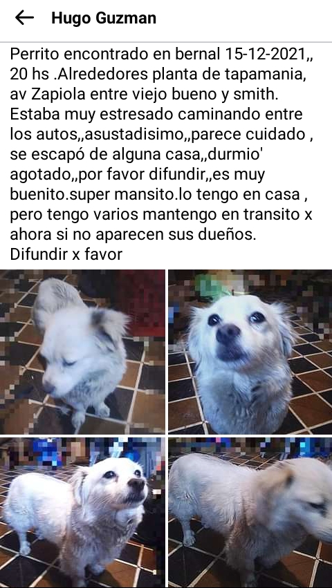 jimenadequilmes's tweet photo. DIFUNDIR POR FAVOR!!!💞Alguien está BUSCANDO A ESTE ANGELITO???💓Desde ya, muchas gracias!!!🐶🤗❤️ #Quilmes #BernalOeste #TapaManía #PerroEncontrado https://t.co/vJyoIpyBrR