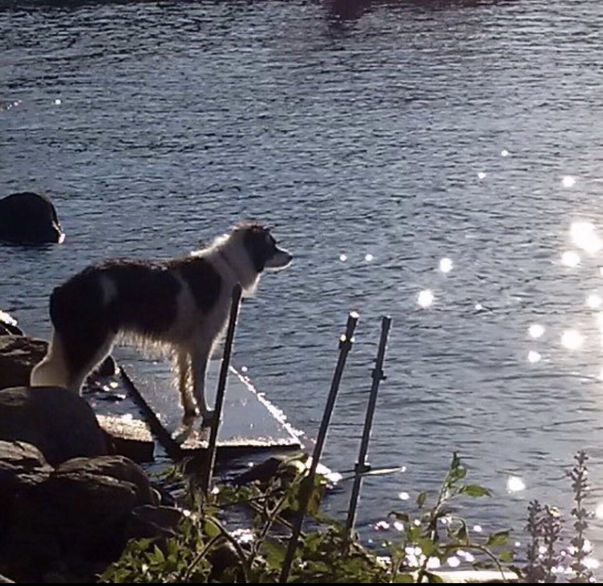 StonePathExplo1's tweet image. Due to the devastating loss of my Best Friend, and the location/Subject that was tonight’s video, I am having to postpone it for a few days. I just cannot bring myself to finish editing it today. I hope you all can understand. 💔😢🐶🌈🙏🏻