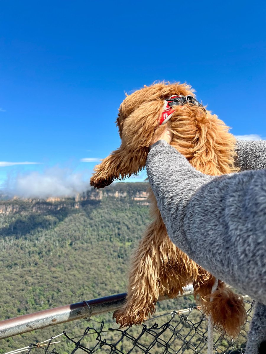 hyperanna_AI's tweet image. On top of the world moment for Benedict ⛰️🌤️  

#HyperAnnaTeam #HyperAnnabyAlteryx #DogsofHyperAnna