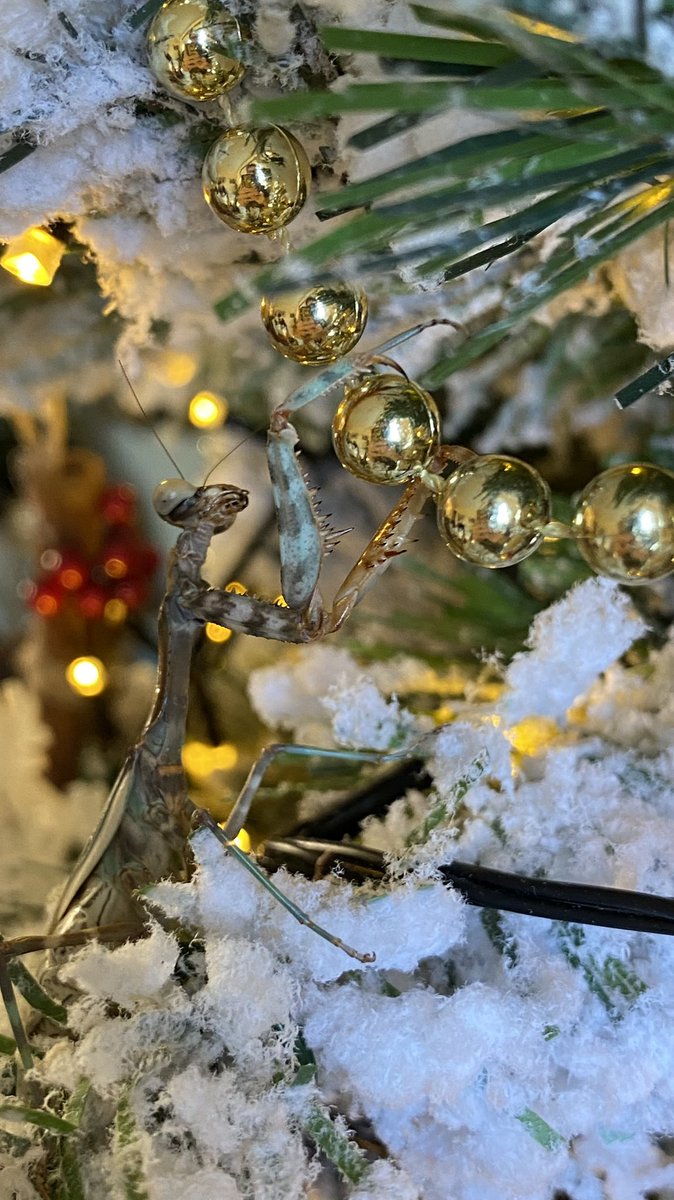 EmtheLimey's tweet photo. Even my bugs are getting into the season… #hyllusdiardi #parasphendalesp #petbugs #jumpingspider #mantis https://t.co/dgriEiGeUW