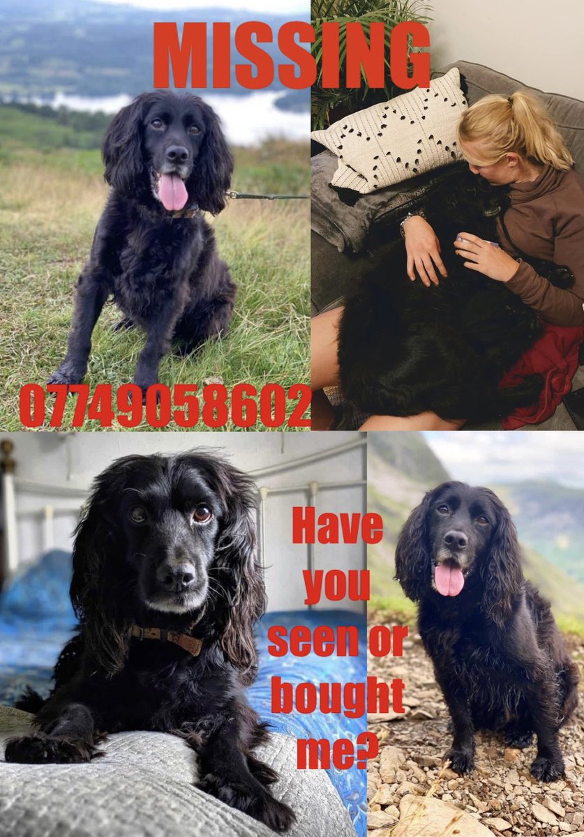 #findscott ❌MISSING BLACK ELDERLY NEUTERED MALE SPROCKER❌ Scott went missing from West Bagborough on 23.09.21 Have you found him? Have you bought him?PLEASE do the right thing & get him home to his family for Christmas. ❌LARGE REWARD-STRICTLY CONFIDENTIAL❌