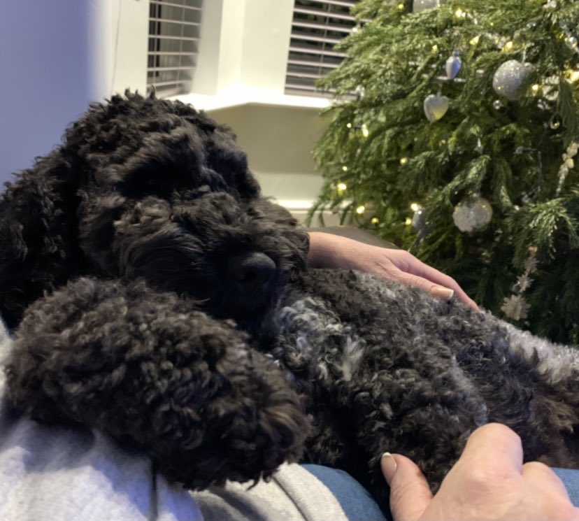 gedcouser's tweet photo. This Christmas malarkey is absolutely knackering for the dog yet the cat is STILL itching for a tear up #workingHere??? #Nope https://t.co/rPdCLY0ZCf