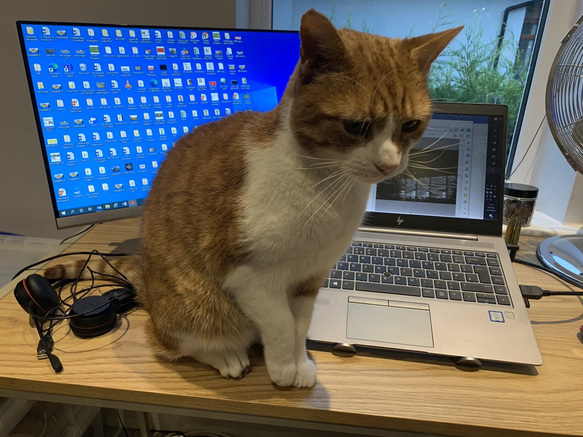 gedcouser's tweet photo. This Christmas malarkey is absolutely knackering for the dog yet the cat is STILL itching for a tear up #workingHere??? #Nope https://t.co/rPdCLY0ZCf