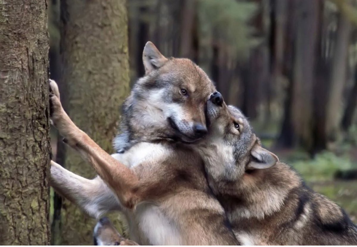влюбленные волки. волчья любовь 4. волчья любовь 4. влюбленные волки. волк и волчица.