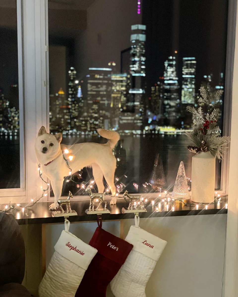 ‘Tis the season to sparkle. ✨
📸: littlelunatheshiba