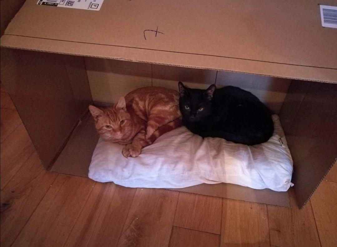 KaySheedy's tweet photo. It's our Gotcha day five years ago today! 😻😻😻 https://t.co/8YsOXRGq7C