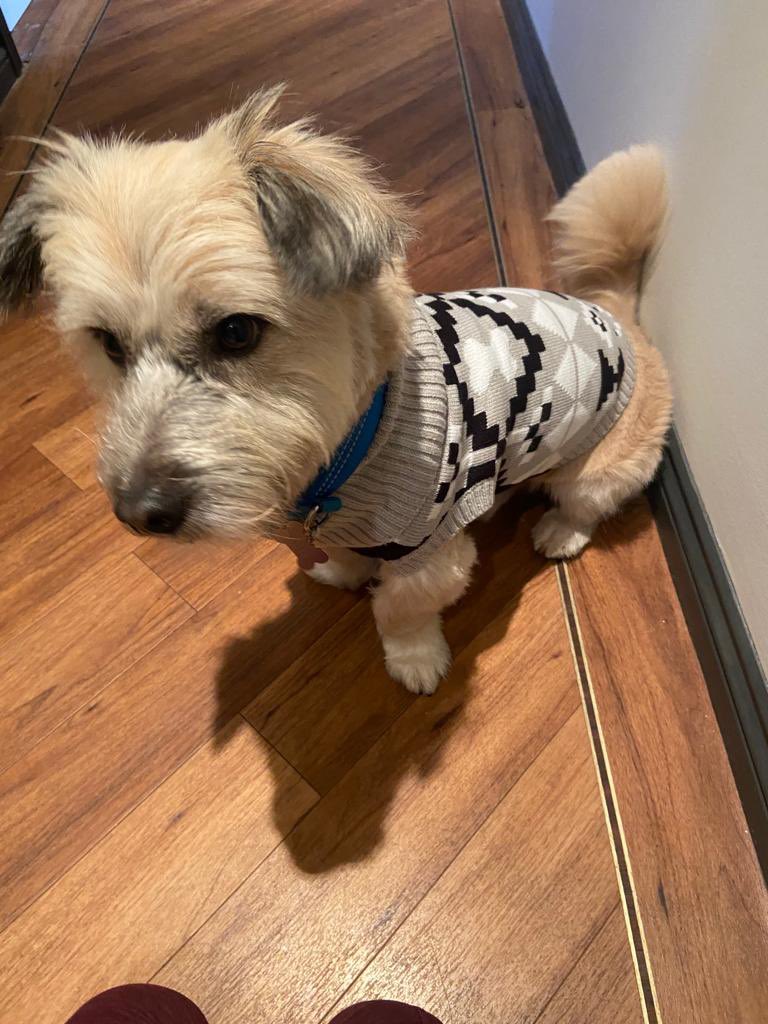 StevenSRM1's tweet photo. Wee Tobyโs better dressed than his dad ๐๐โค๏ธ #itsadoglife https://t.co/a1WcMYkZS6