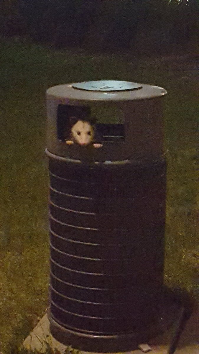 Possumeveryhour.io (@possumeveryhour) on Twitter photo 