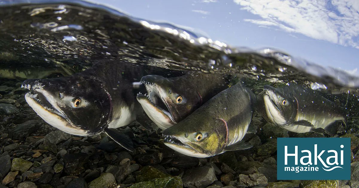 #GCLBestof2021 Will different salmon species adapt before the climate votes them off the island? buff.ly/33qk3lw (<a href="/hakaimagazine/">Hakai Magazine</a> <a href="/Bmwei/">Brandon Wei</a>)