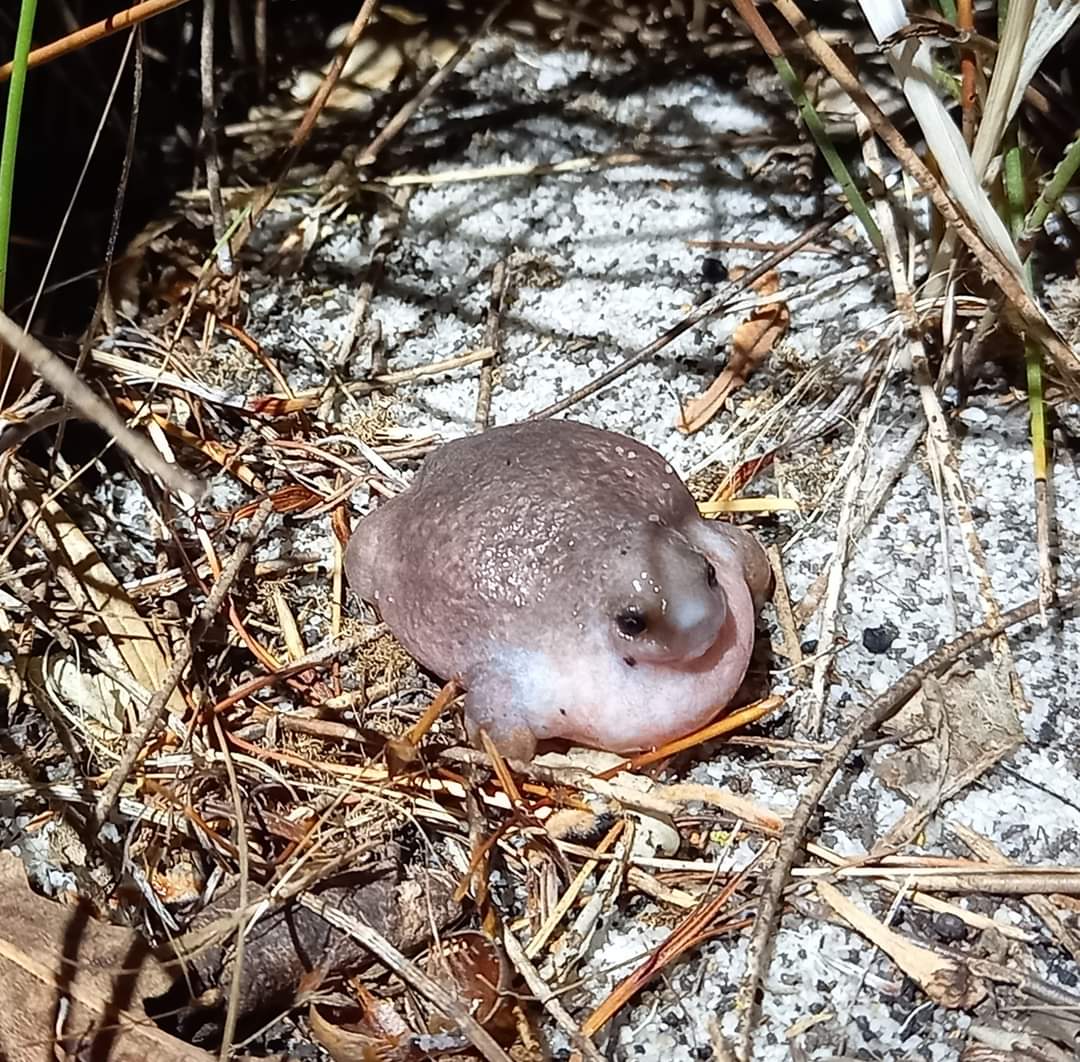 BotanistRob's tweet image. Turtle frogs out tonight in Perth suburbs looking for love. They spend the rest of their time underground.