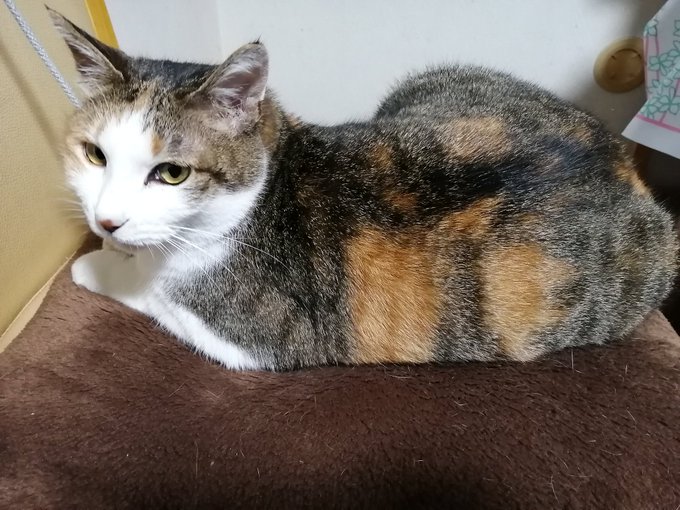 ログインボーナス 