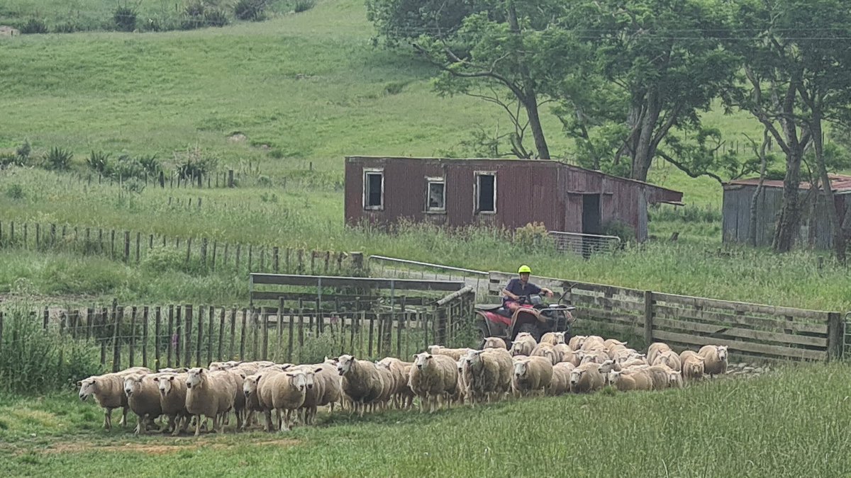 Big week dodging rain - silage in pit, drafted &amp; weaned lambs; beef heifers AI'd; bulls out with cows. New #growingfuturefarmers student gave us a team of seven aged 21 &amp; younger - love their energy &amp; enthusiasm💕🌞🐕🐑🐂