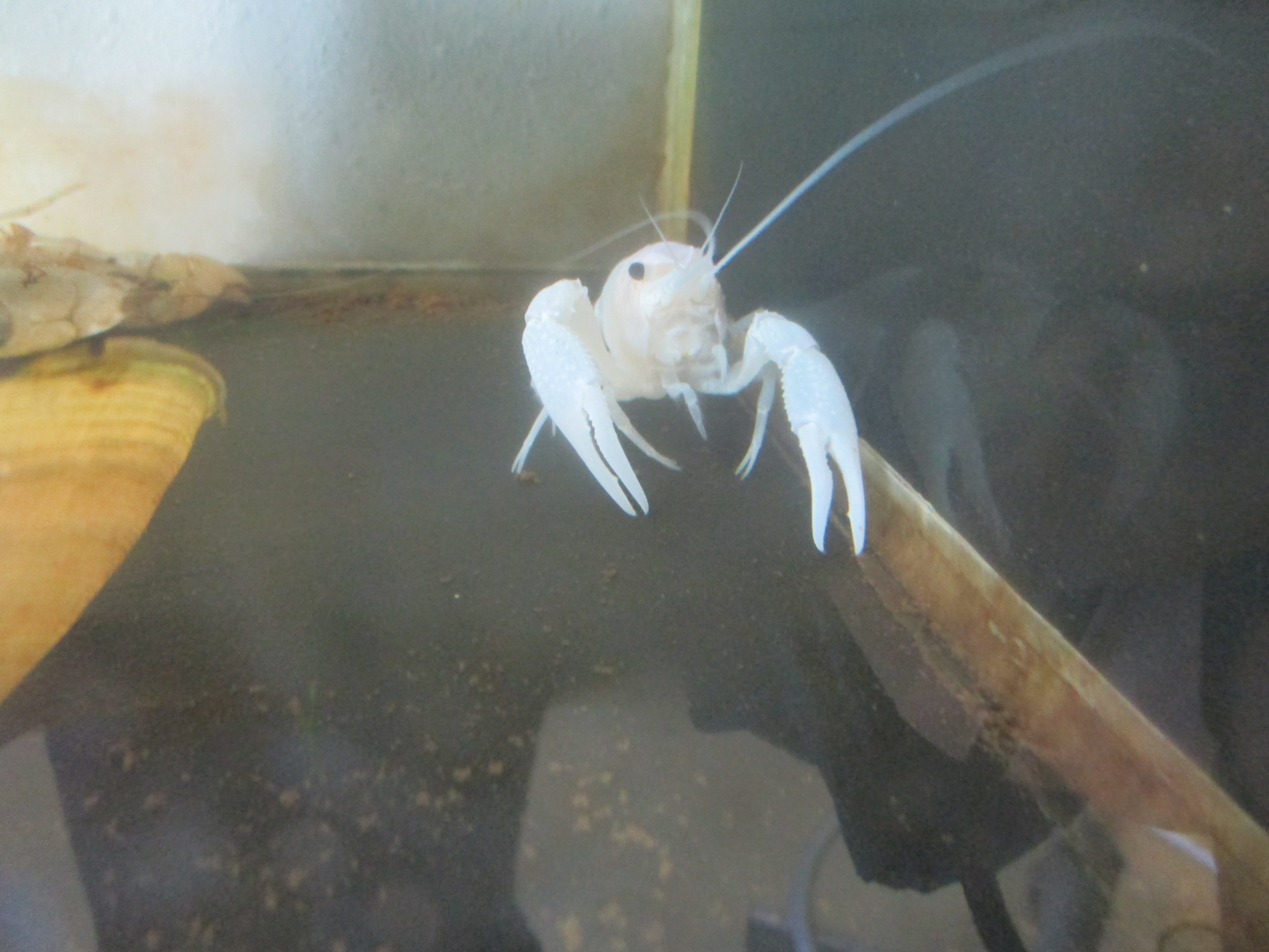 さいたま水族館 羽生水郷公園 公式 Ar Twitter バックヤードのアメリカザリガニが脱皮していました 元から白いザリガニでしたが 脱皮前 はコケで茶色く でも 脱皮をしたら真っ白に W わぁお雪のようですね 透き通るような白でとても綺麗です ね それが
