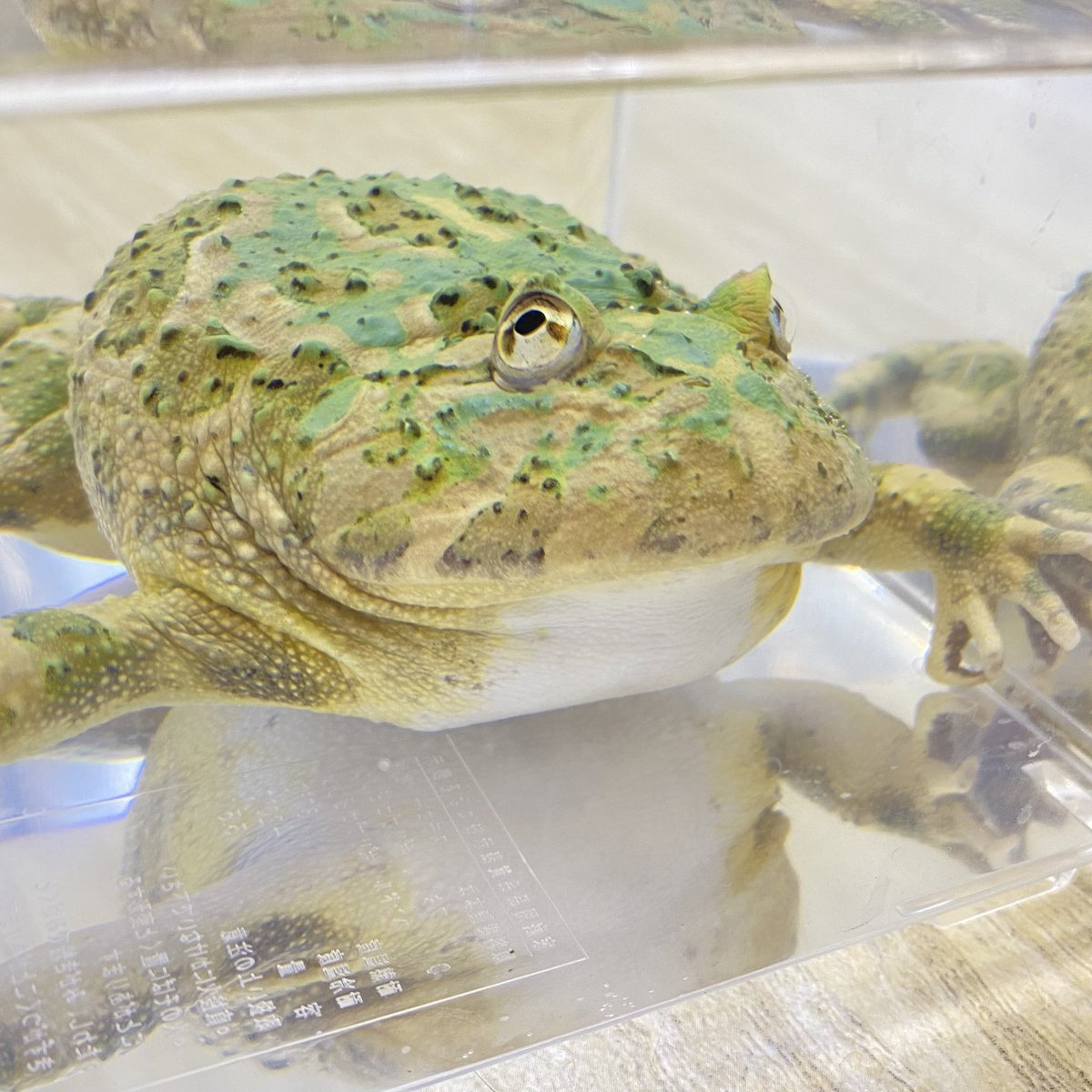 ベルジェットガエル(ベルツノガエルと、バジェットガエルのハイブリッド) - 福岡県のその他