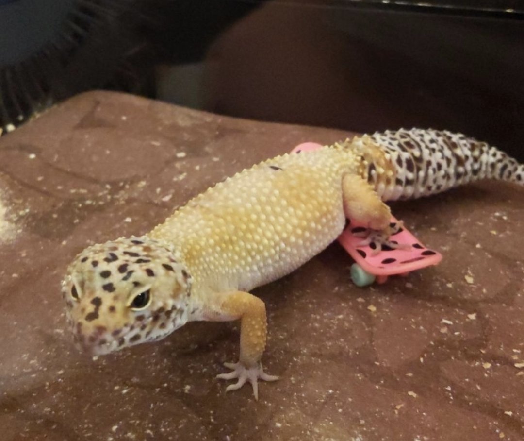 jozirozi19's tweet photo. Watch out @tonyhawk, my gecko is coming for your brand https://t.co/aJ4XSkvV91